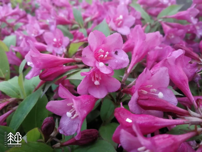 Weigela florida   'Purpurea Nana'